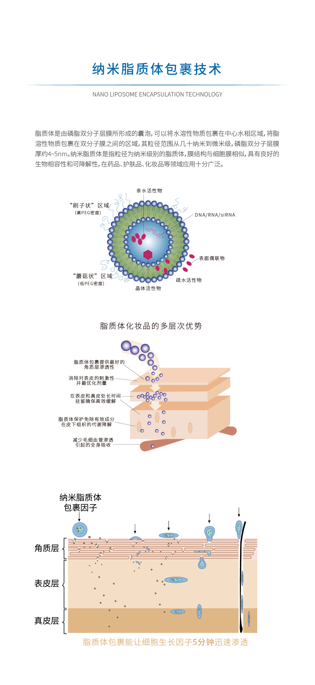 1納米脂質(zhì)體包裹2.jpg